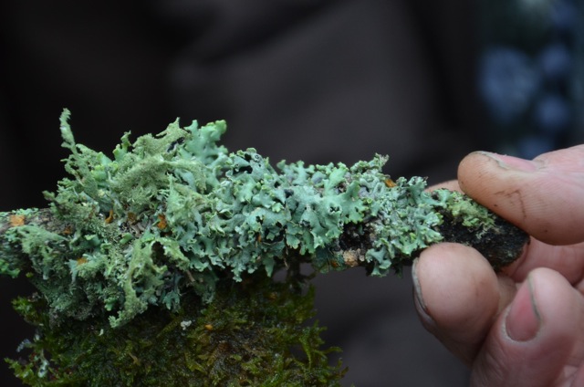 2011 12 A la découverte des lichens 16